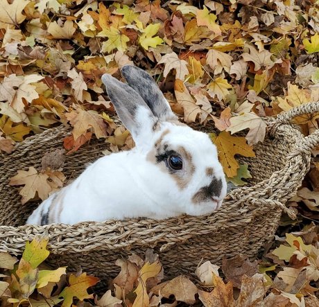 Peachkissx art model picture