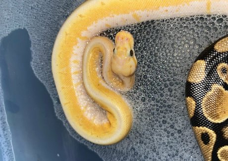 xmommy ghostface sexy pornstar archive