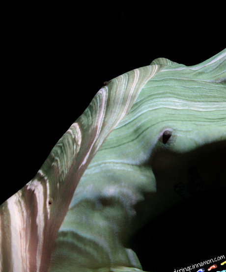 wanderingcinnamon2 model hot picture