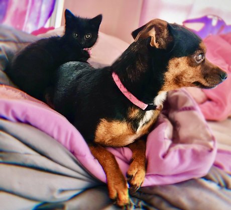 hollynicolebtch star best picture