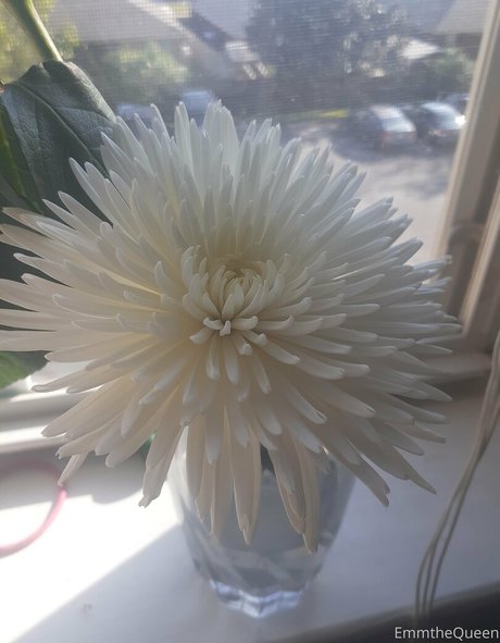 emmthequeen xxx pornstar images