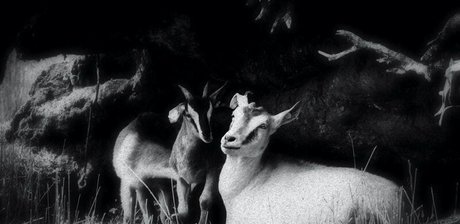 xxxcaligulaxxx model hd images