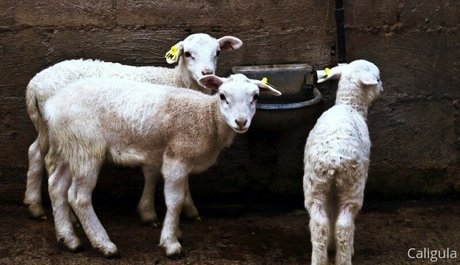 xxxcaligulaxxx star beautiful archive