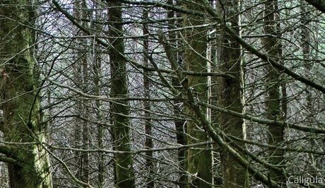 xxxcaligulaxxx exclusive pornstar picture