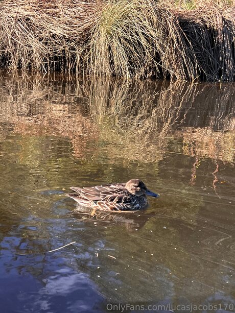 Lucasjacobs170 sexy pornstar photo