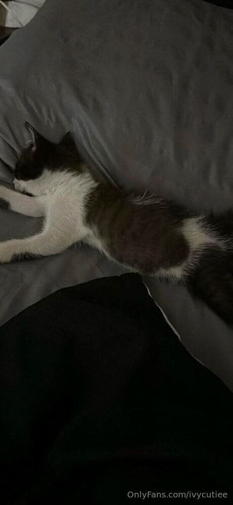 Ivycutiee sexy star image