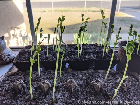 Esora Luvey Free pretty pornstar img