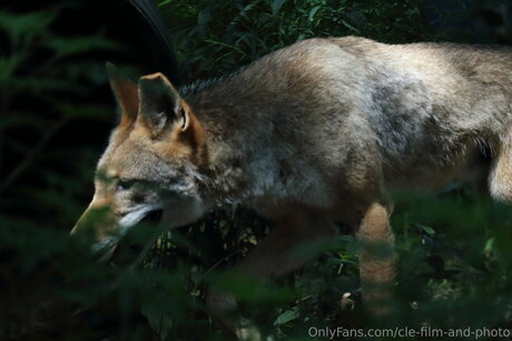 Cle Film And Photo erotic model photo