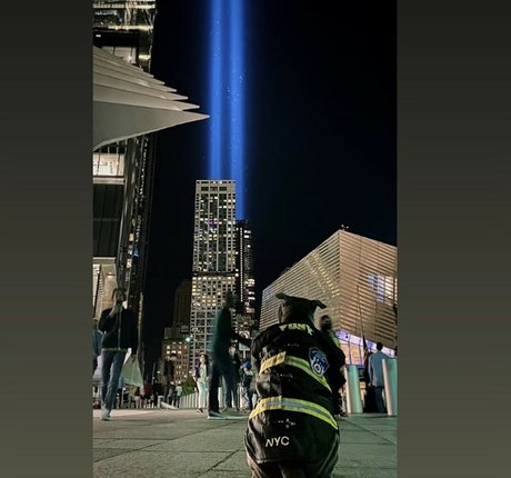 amyanderssen pretty pornstar img