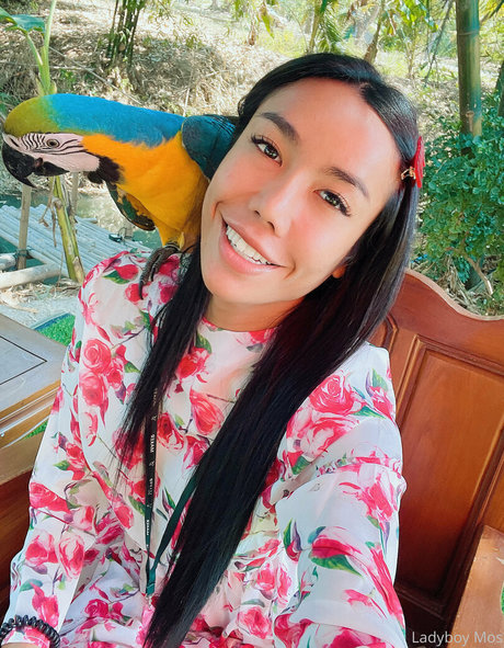 ladyboymos pornstar sexy photos