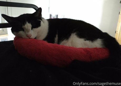 sagethemuse pornstar best img