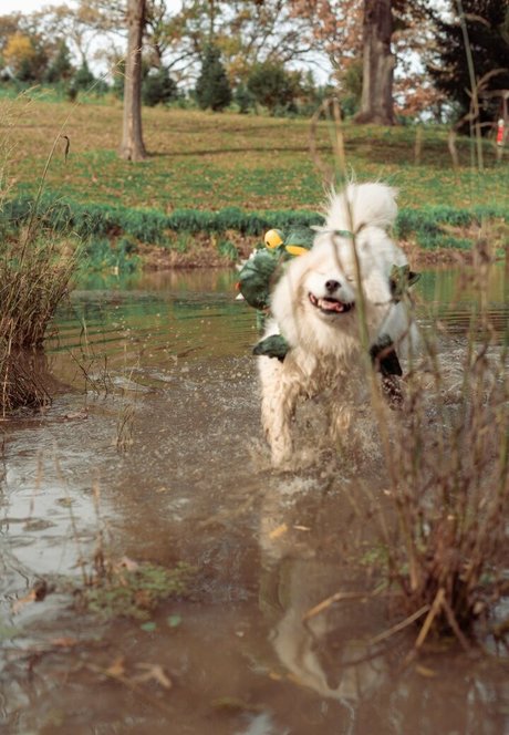 Okicospi model top images