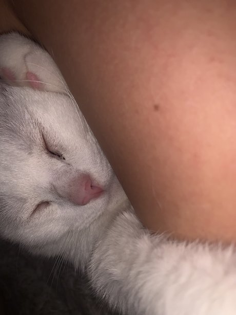 Gbby nice pornstar archive