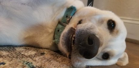 Lacigreen2020 star nude pic