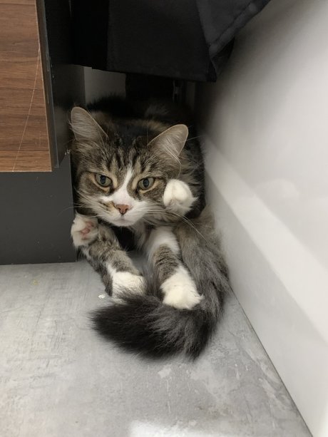 Laur sexy actress pic