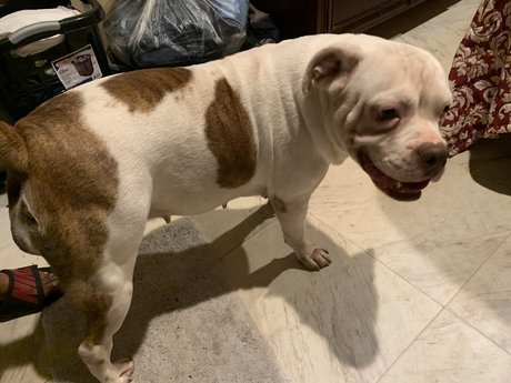 The Megalodon XL star xxx picture