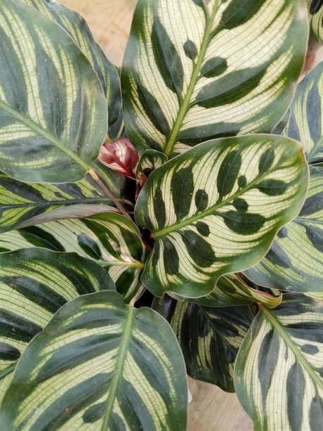 annie_ star adult images