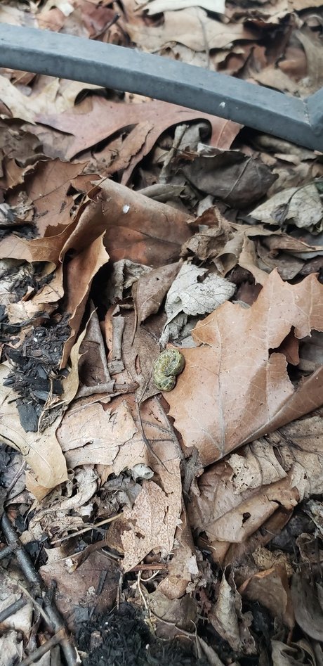 NICK_ hot pornstar pic