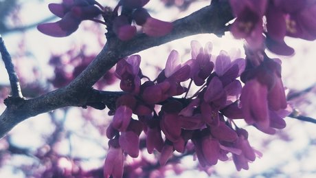 Nature Thighs sex star images