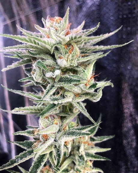 Narlee nude model images