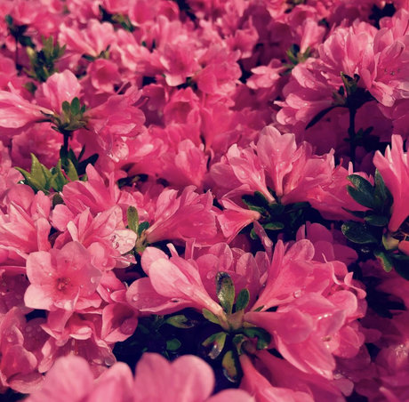 exhibitchinnyc star perfect photos