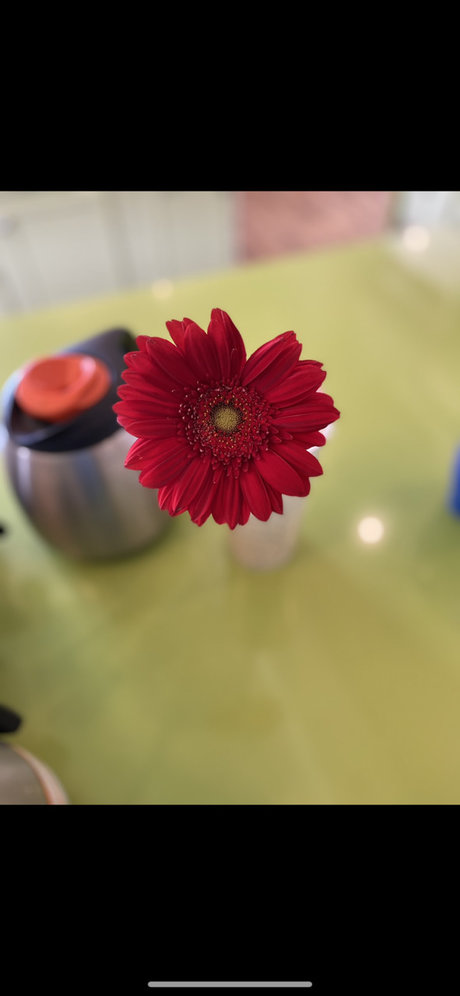 Nola Symoan top model image