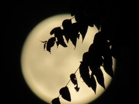 Peachy Blueberry erotic actress photo