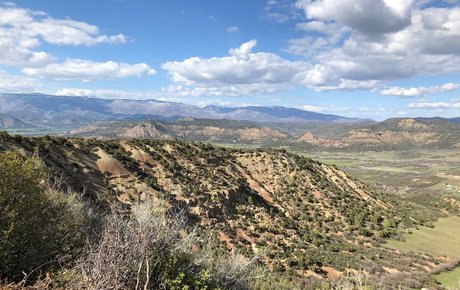 Outdoor Bull model adult pictures