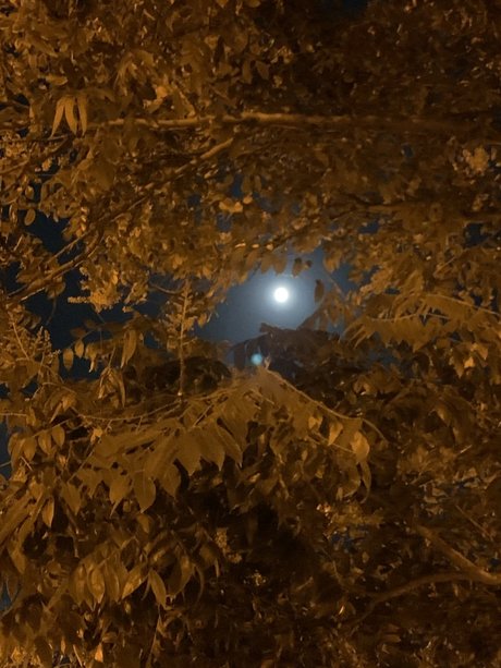 Poetic Artist beautiful pornstar images