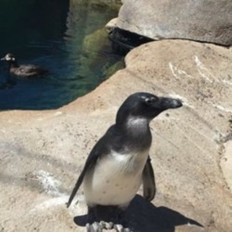 whosthere hot pornstar pictures