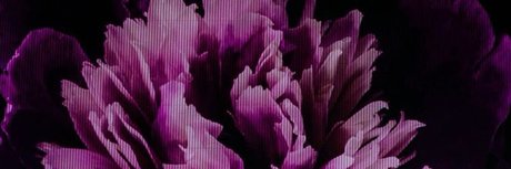 rasir pornstar sexy images