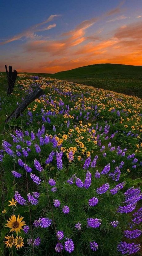 Ari Berry_ model nude archive