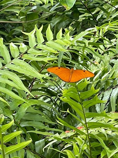 Frescia star art images