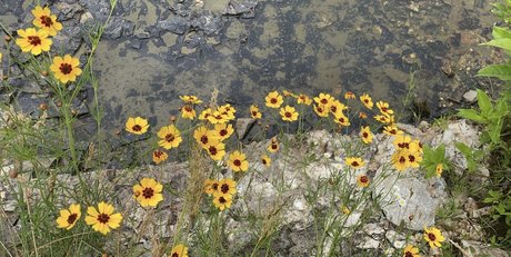 Bananacakes_ top star image