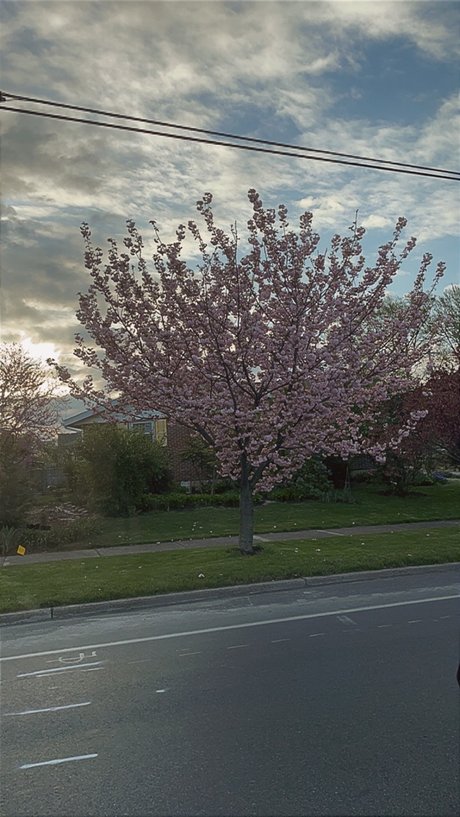 Mbaby star adult img