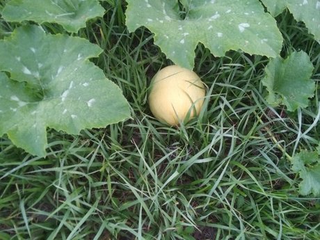 MintCoaTea pornstar pictures