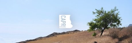 Capri pretty pornstar img