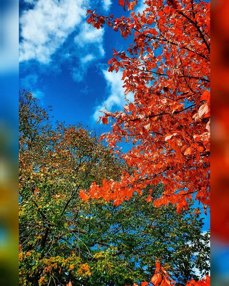 Charley LS model nice picture