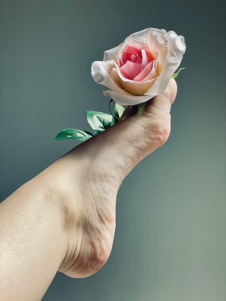 HoneyToes hd star gallery