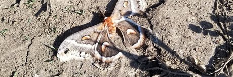 big tiddy boo nudes model pictures