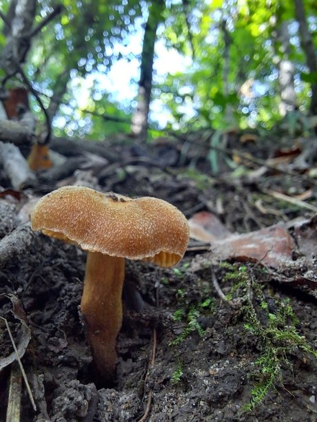 natnats art star images