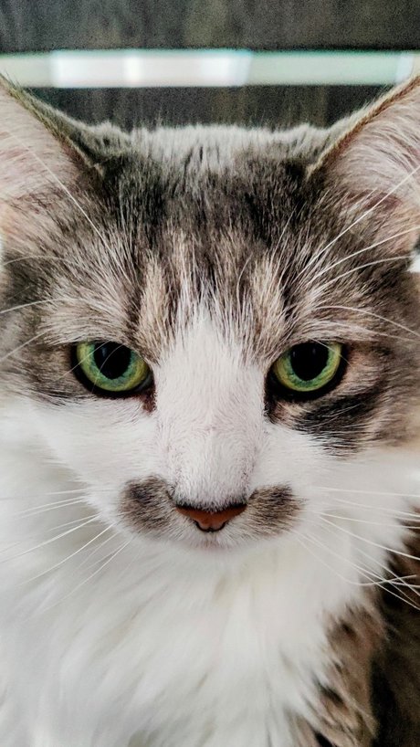 Captain CeCe Cuddles high quality model pic