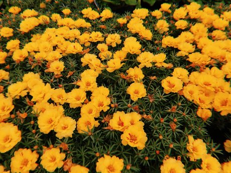 Nicole Kaye free model images