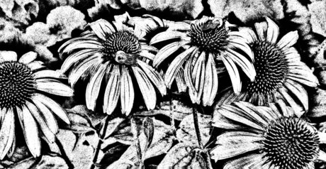 Nica pornstar sex pictures