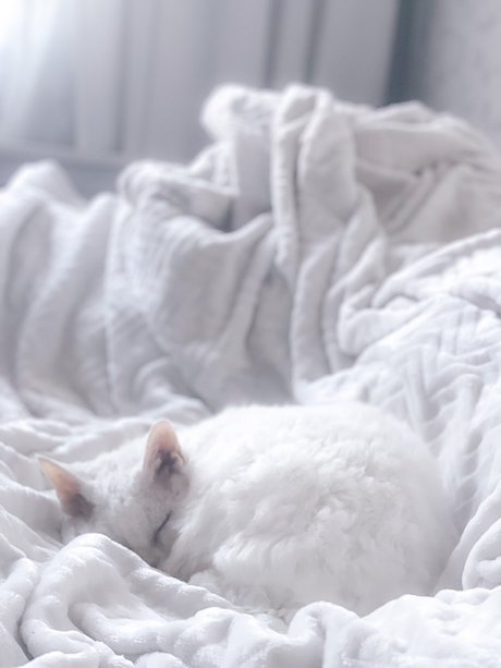 Nev sexy model archive