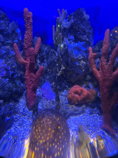 Alana Saint beautiful pornstar gallery