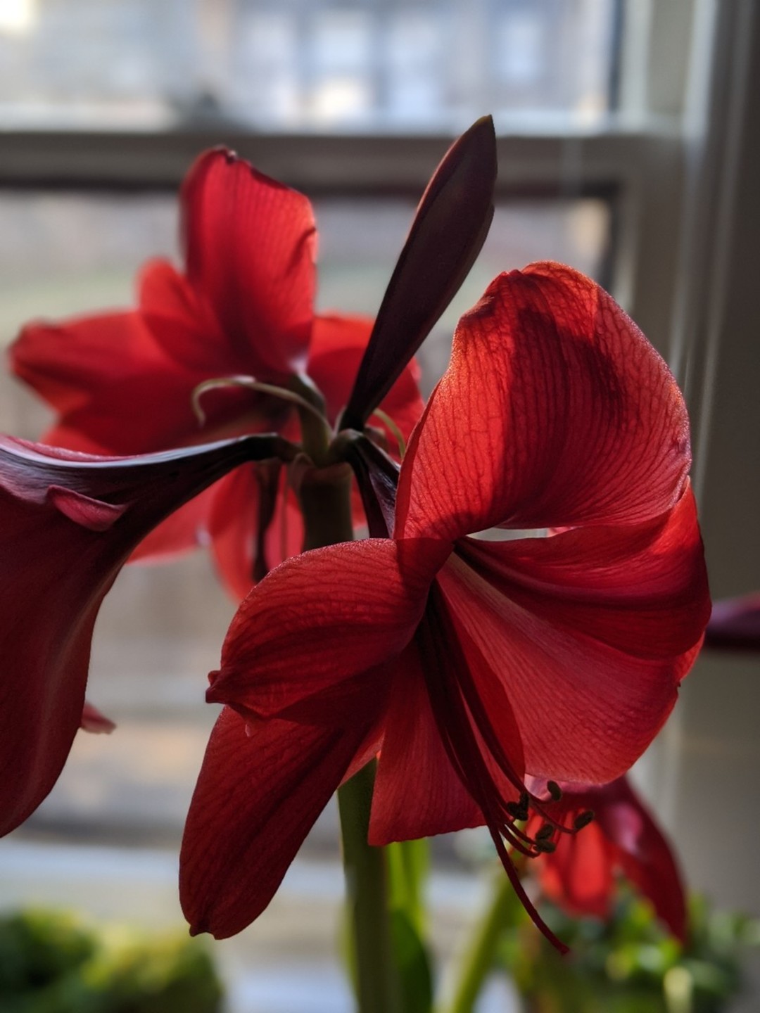 Crystine_ model top pic