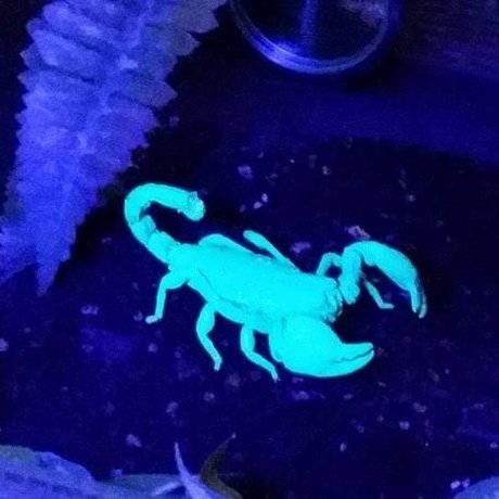 BennyS pornstar exclusive image