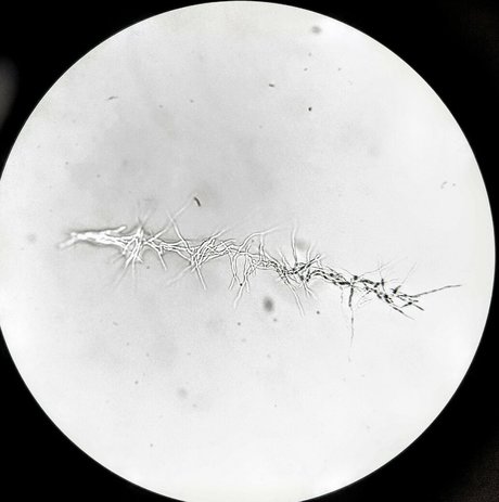 freesexypsychedelic star sex photos