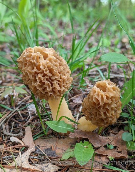 freesexypsychedelic high quality star image